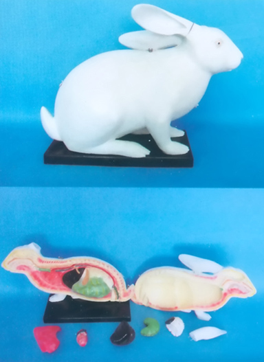 ANATOMICAL MODEL OF BIG RABBIT